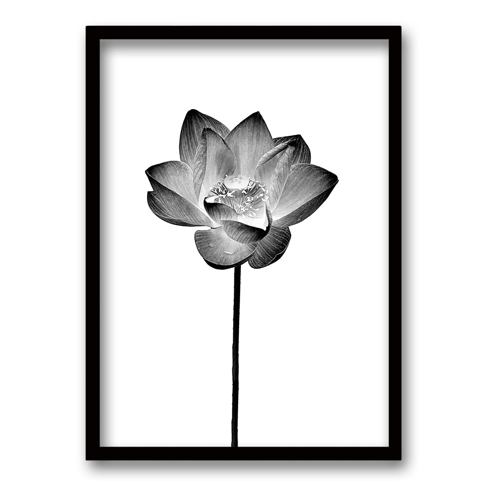 Cuadro Flor de Loto