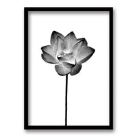 Cuadro Flor de Loto