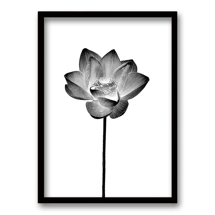 Cuadro Flor de Loto