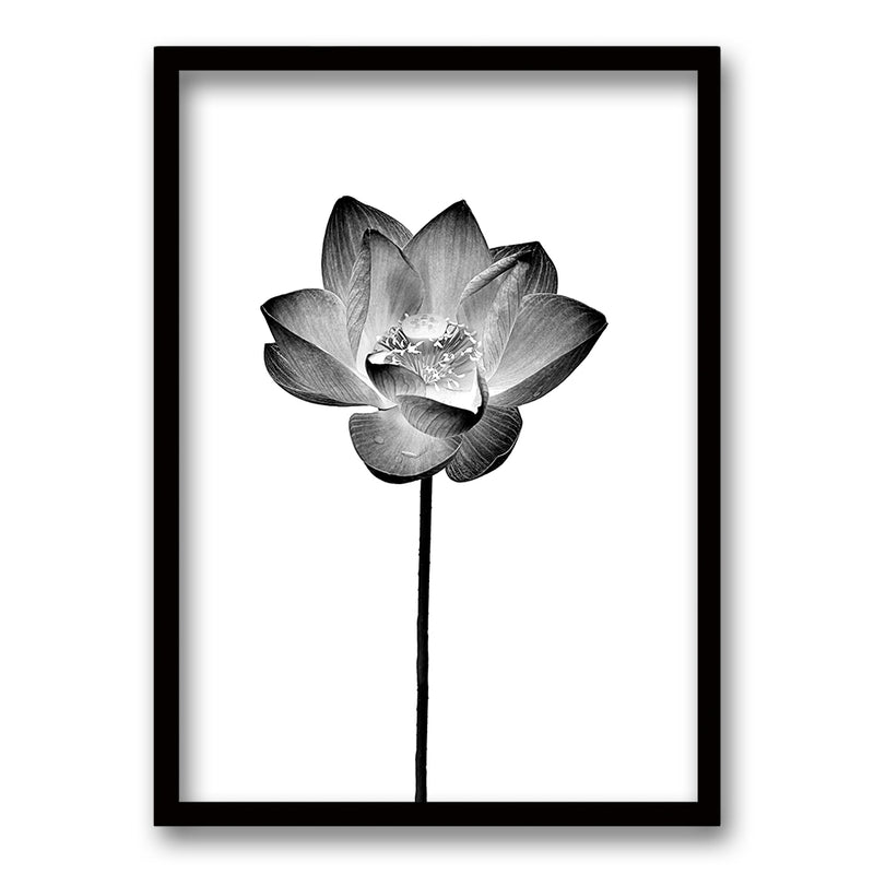 Cuadro Flor de Loto