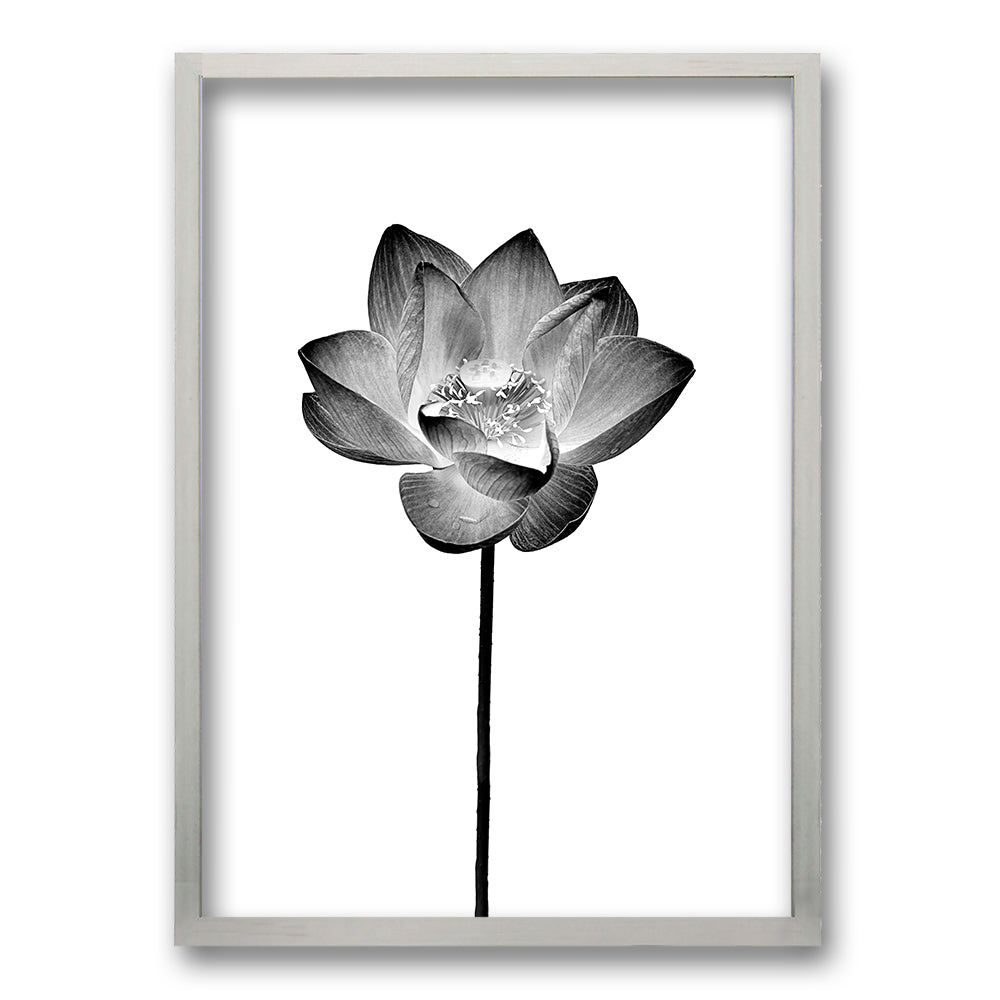 Cuadro Flor de Loto