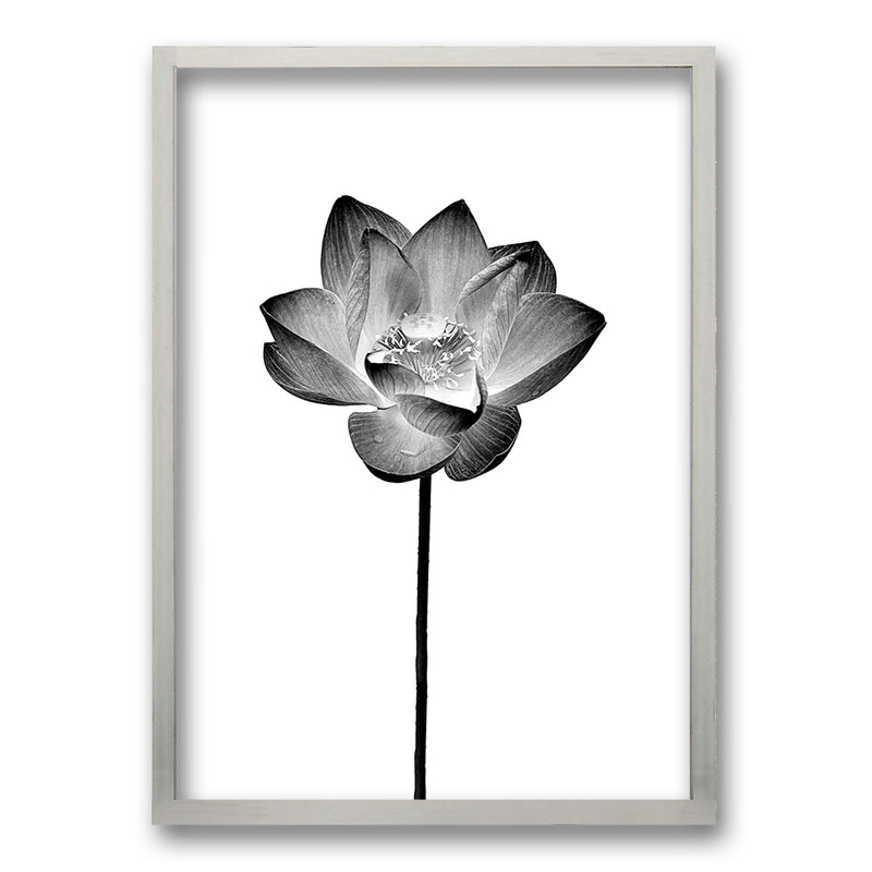 Cuadro Flor de Loto