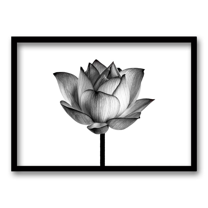 Cuadro Flor de Loto II