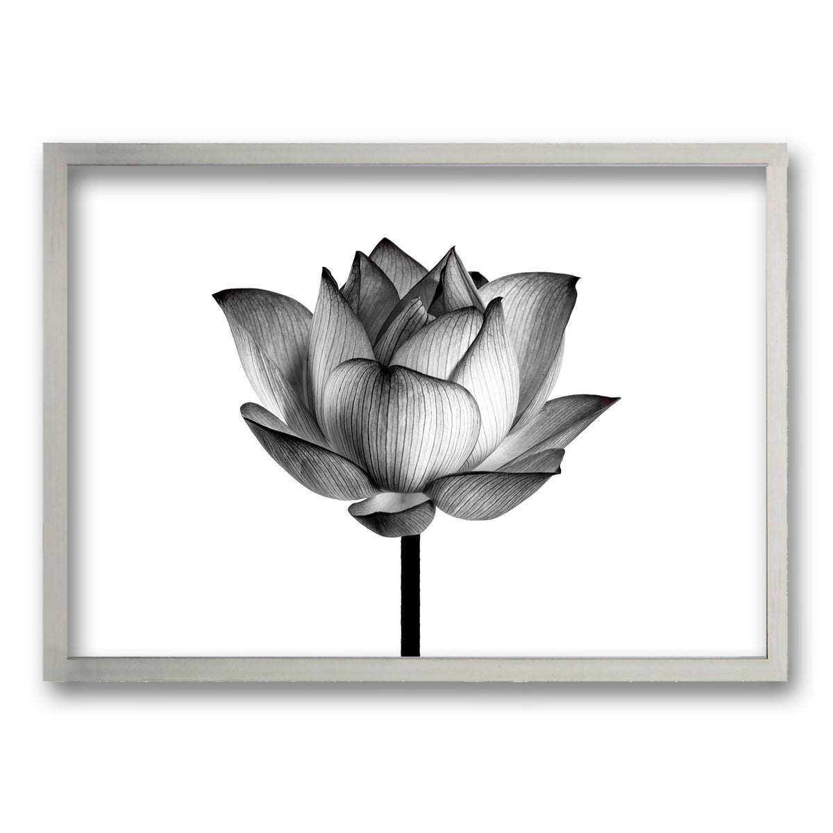 Cuadro Flor de Loto II
