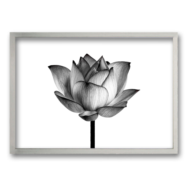 Cuadro Flor de Loto II
