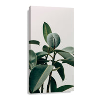 Canvas Planta