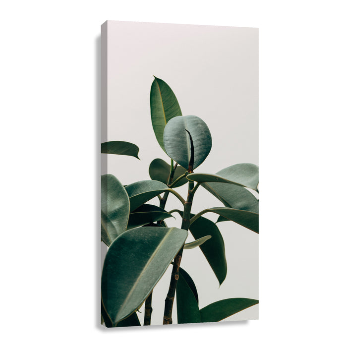 Canvas Modelo 479