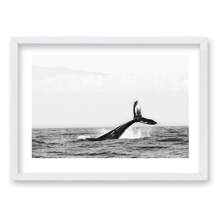 Cuadro Claridad cetacea