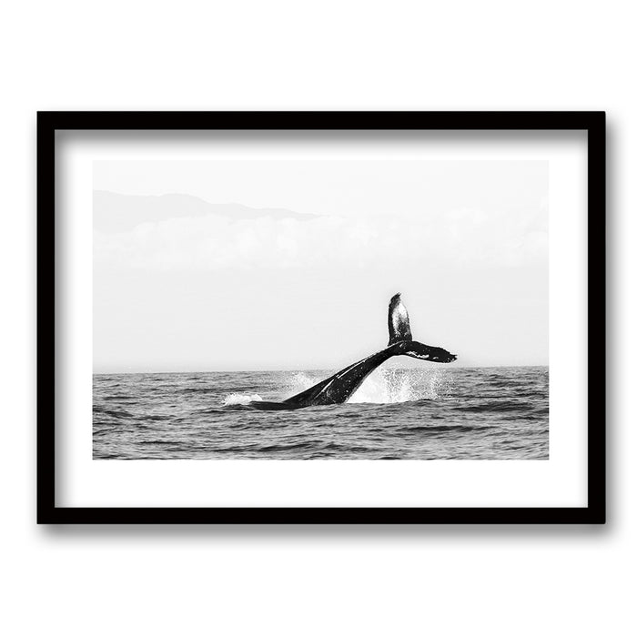 Cuadro Claridad cetacea