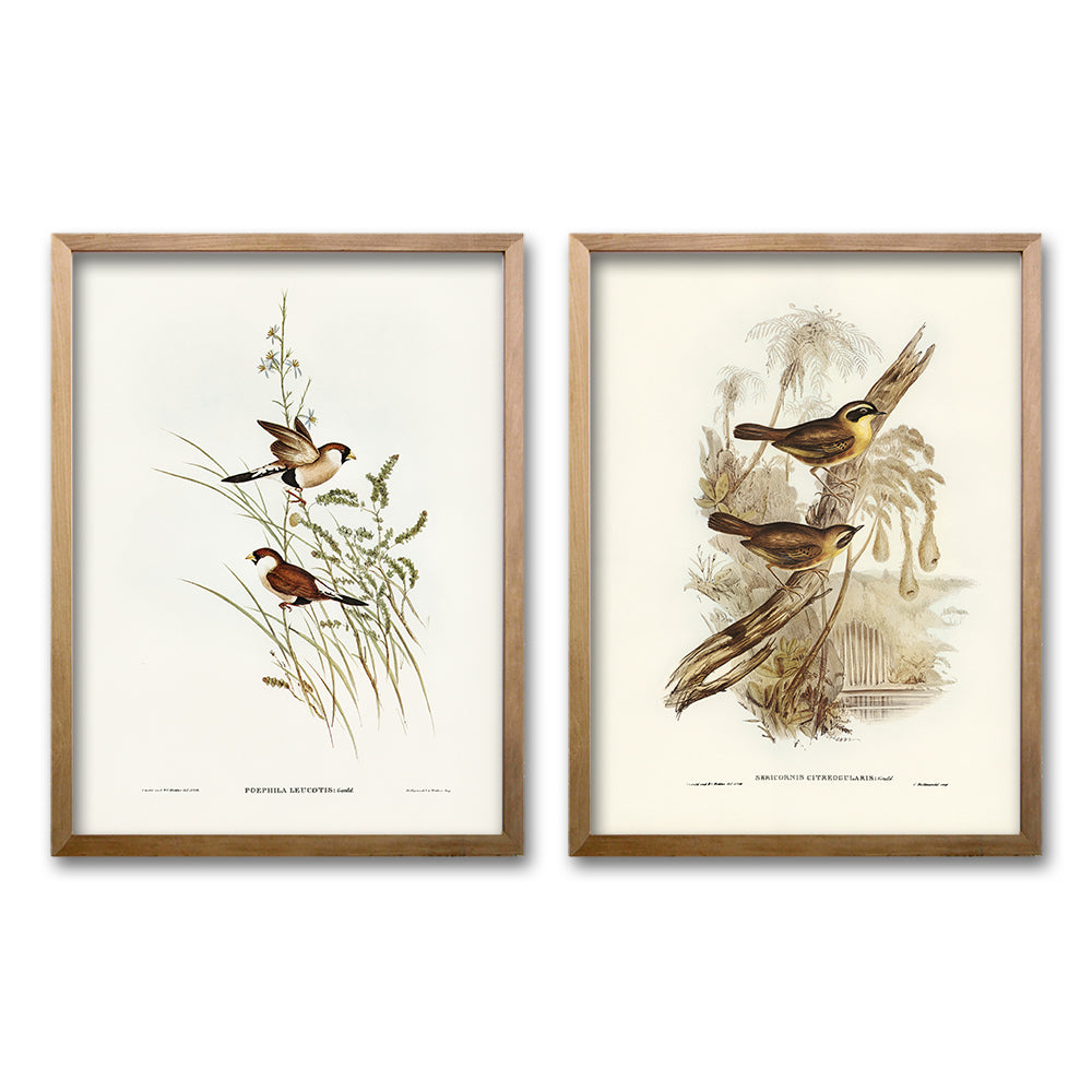 Cuadro Duo Aves Ilustrados