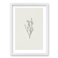 Cuadro Minimal Plants II
