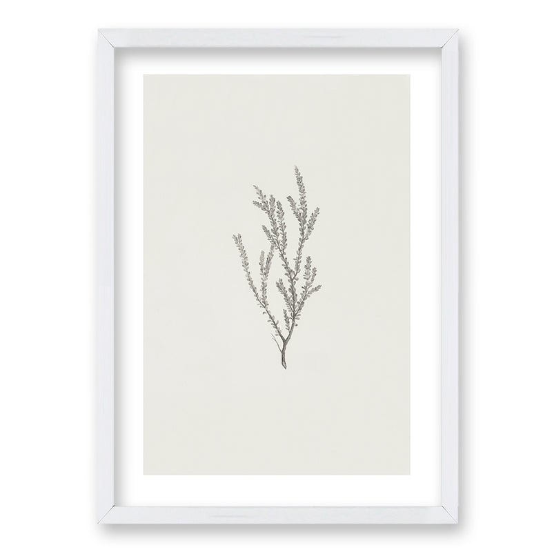 Cuadro Minimal Plants II