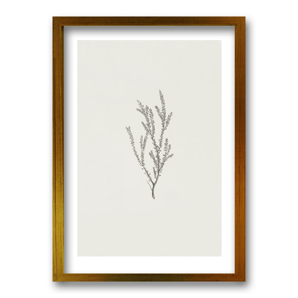 Cuadro Minimal Plants II