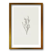 Cuadro Minimal Plants II