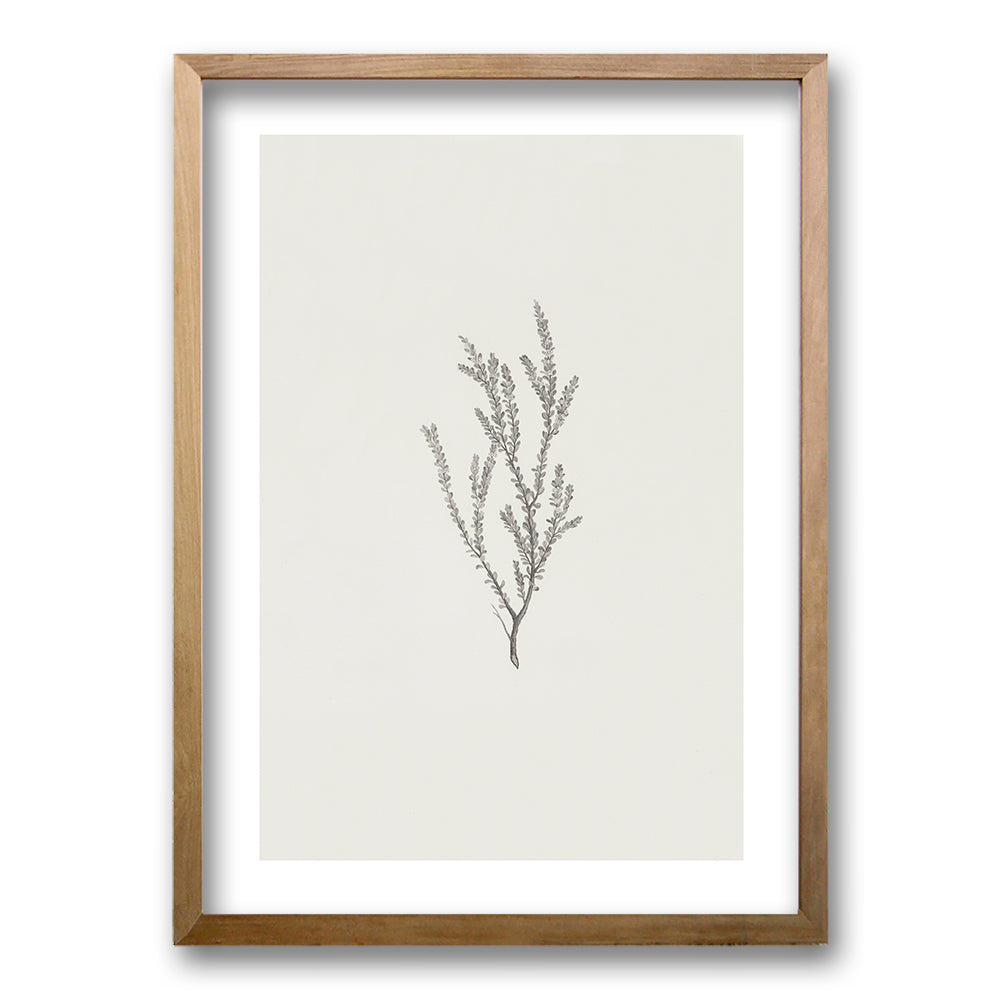 Cuadro Minimal Plants II