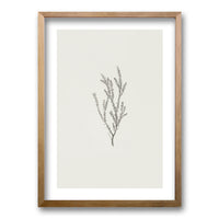 Cuadro Minimal Plants II