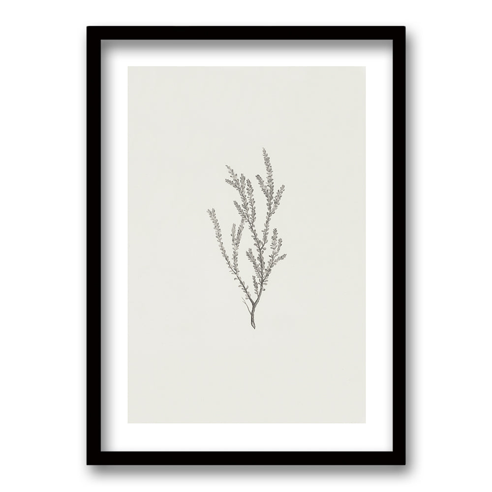 Cuadro Minimal Plants II