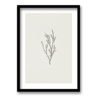 Cuadro Minimal Plants II