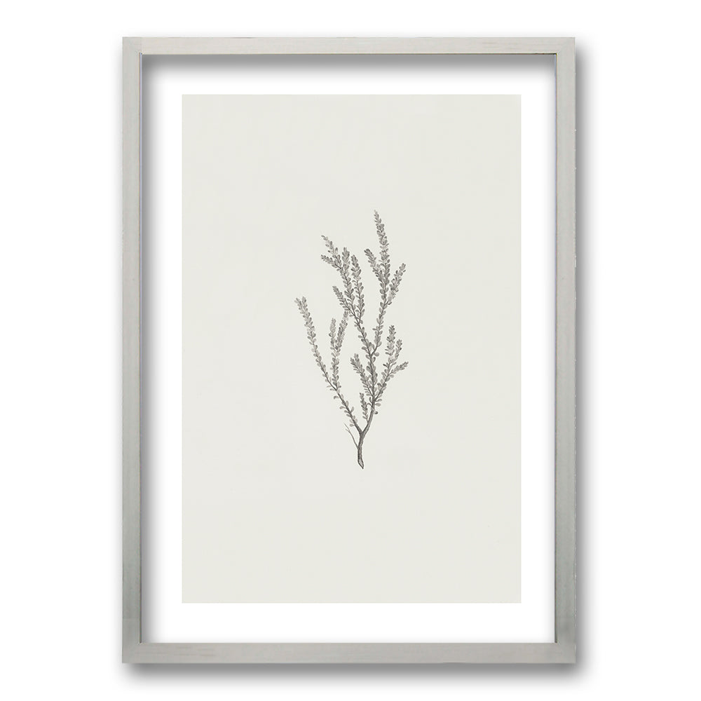 Cuadro Minimal Plants II