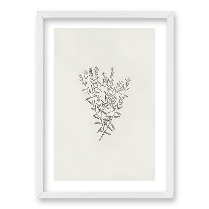 Cuadro Minimal Plants III