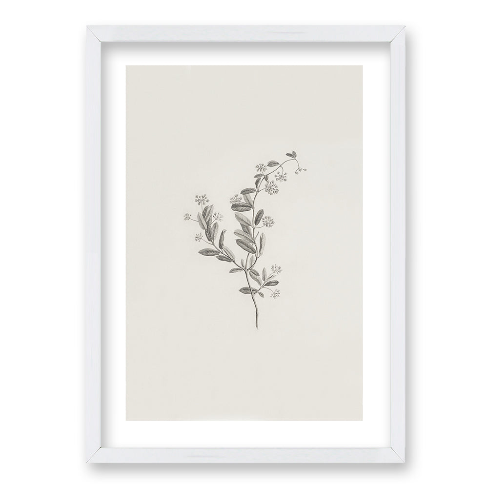 Cuadro Minimal Plants