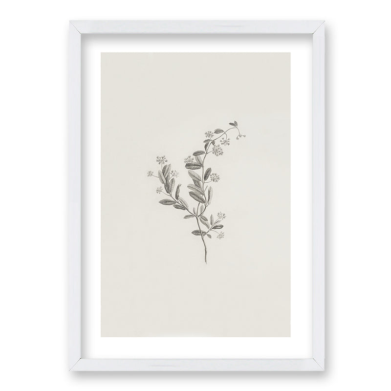 Cuadro Minimal Plants
