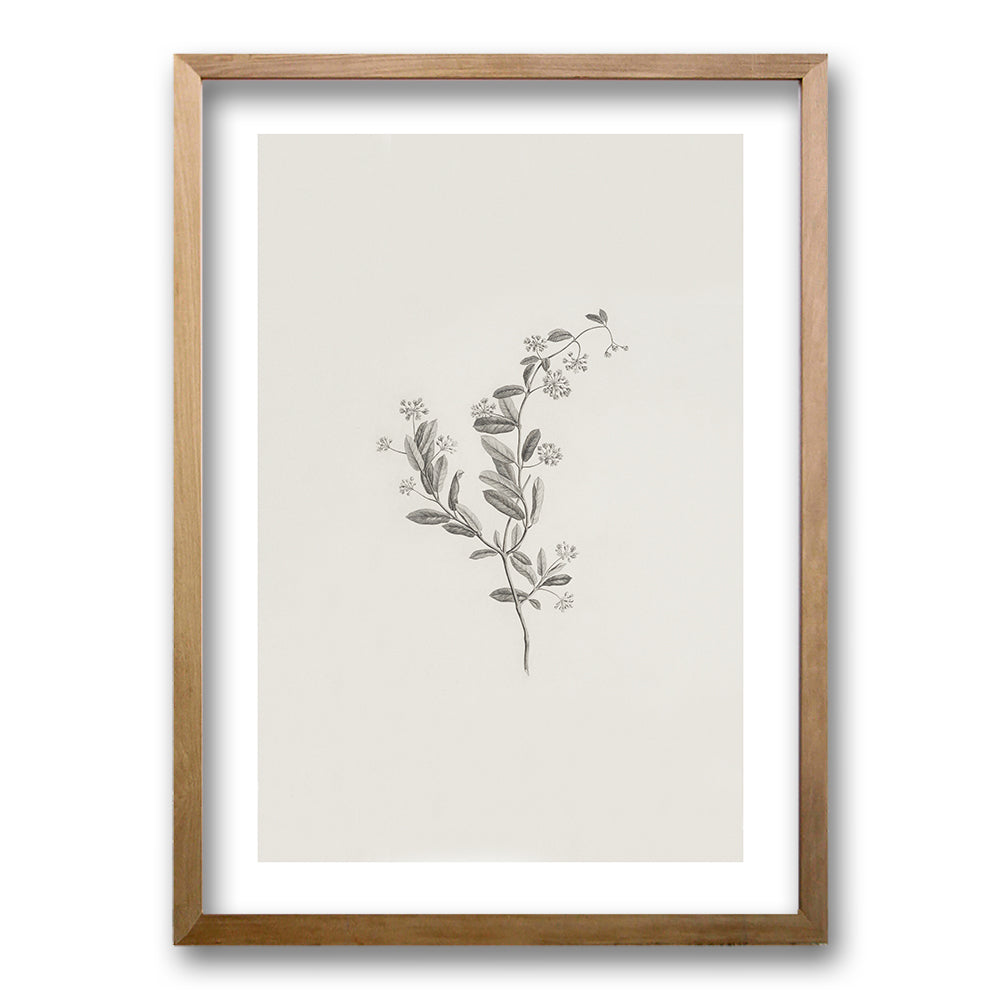 Cuadro Minimal Plants