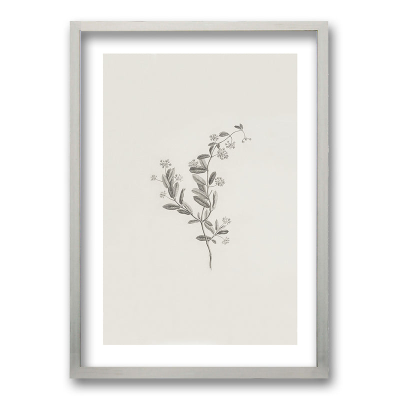 Cuadro Minimal Plants