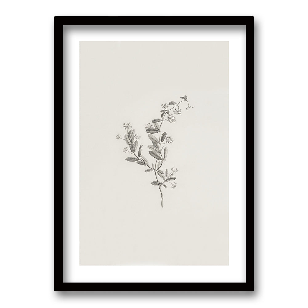 Cuadro Minimal Plants