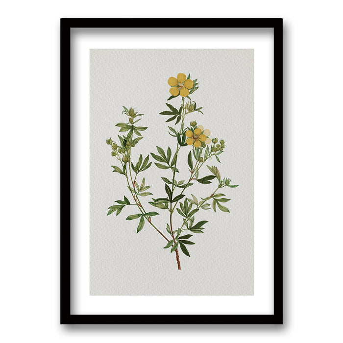 Cuadro Plants II