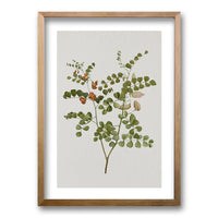 Cuadro Plants III