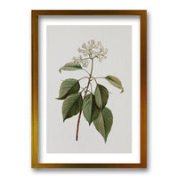 Cuadro Plants
