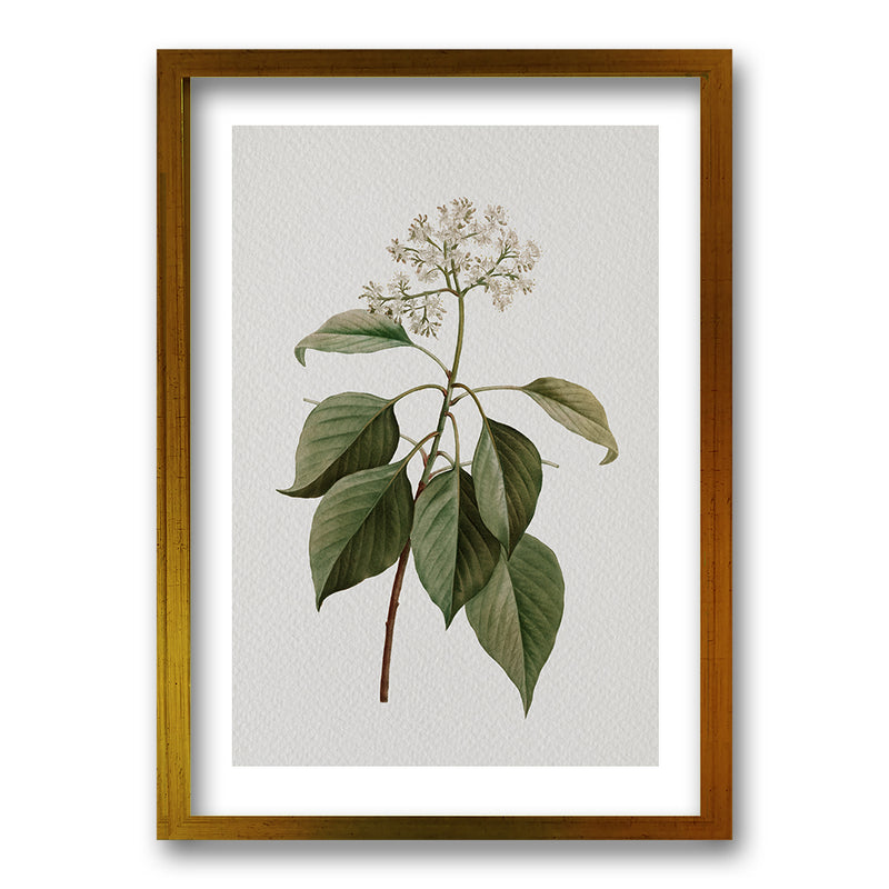 Cuadro Plants
