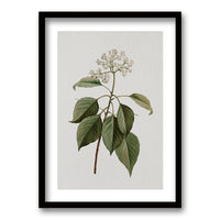 Cuadro Plants