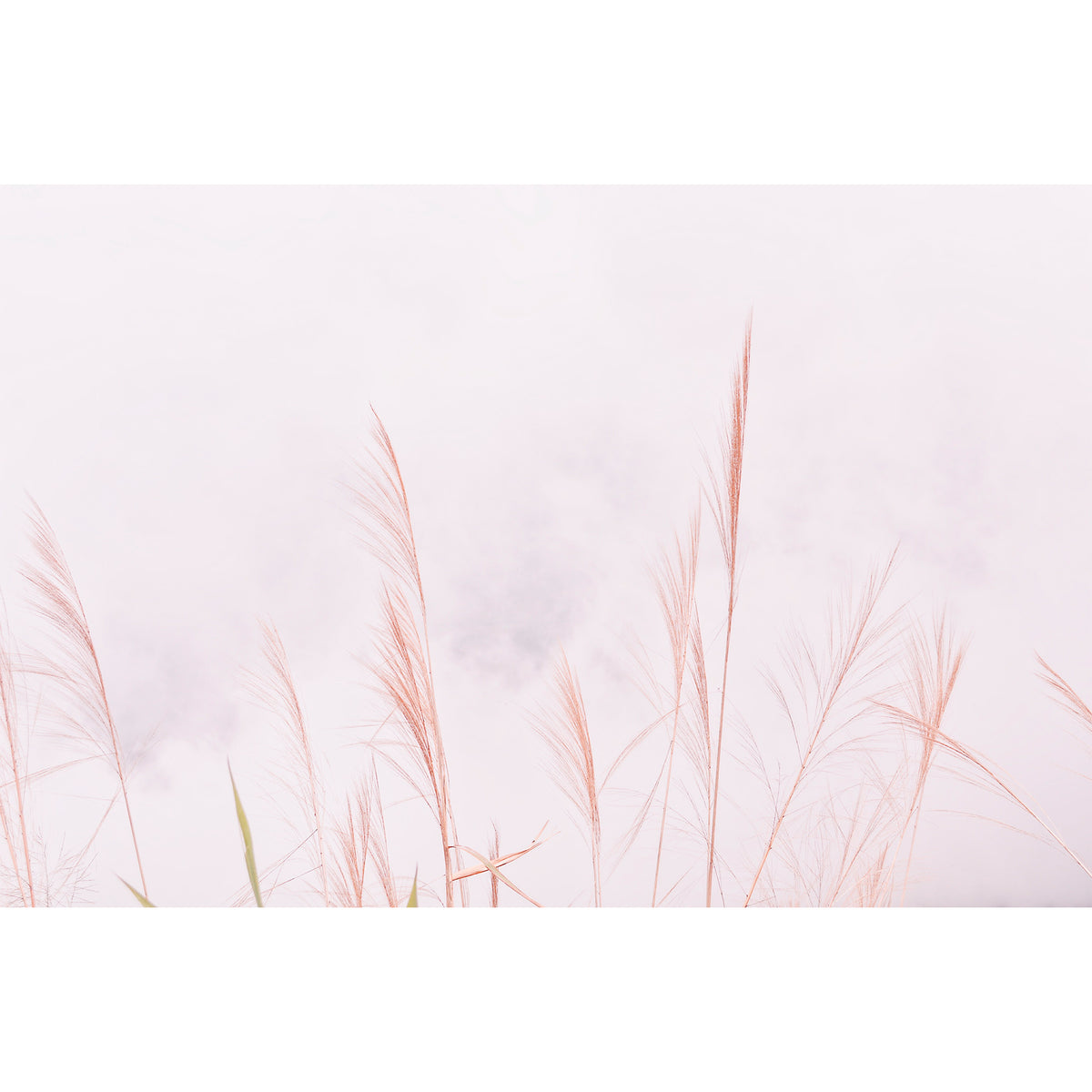 Papel Mural Botánica Rosa