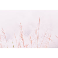 Papel Mural Botánica Rosa