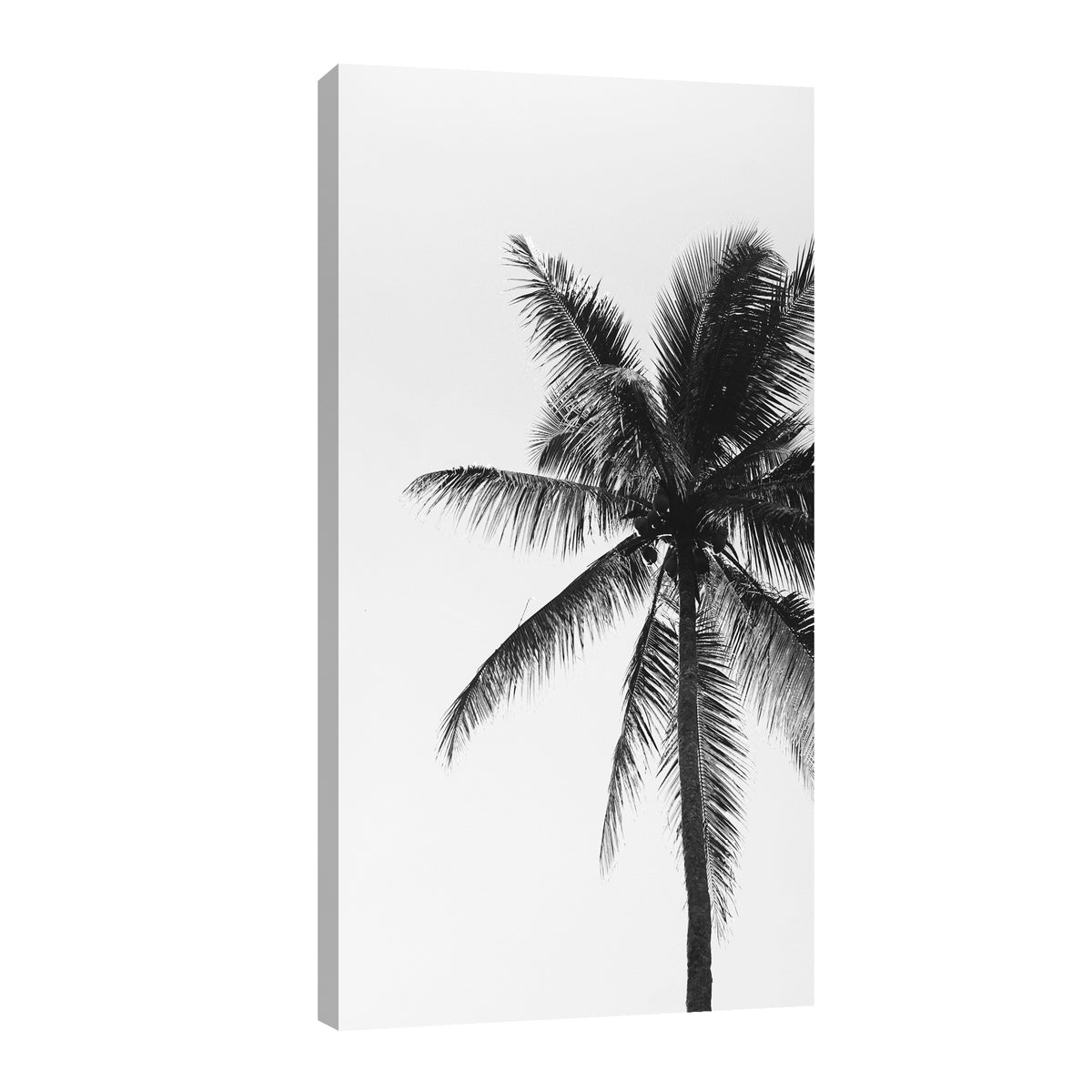Canvas Palmeras Blanco y Negro