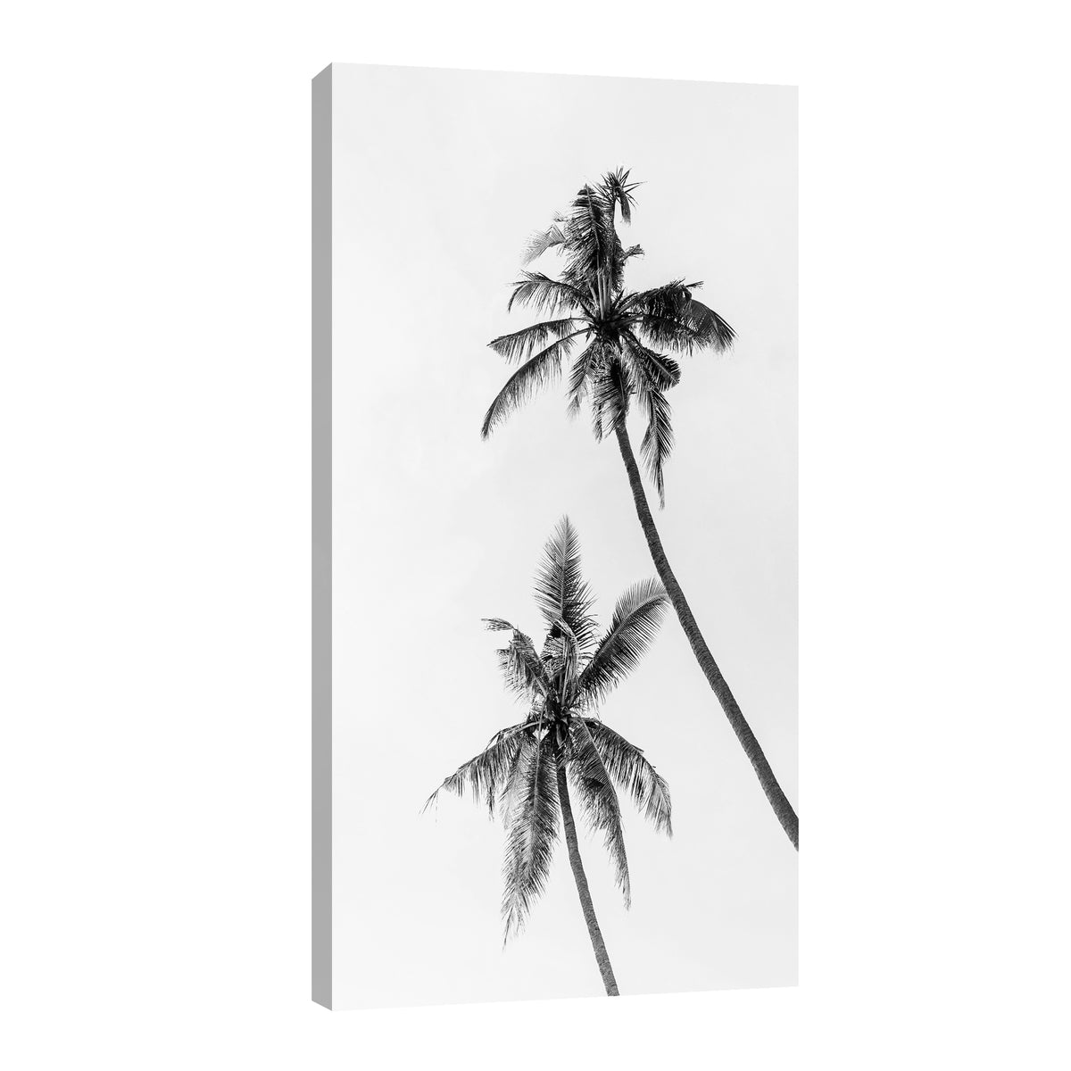 Canvas Palmeras Blanco y Negro II