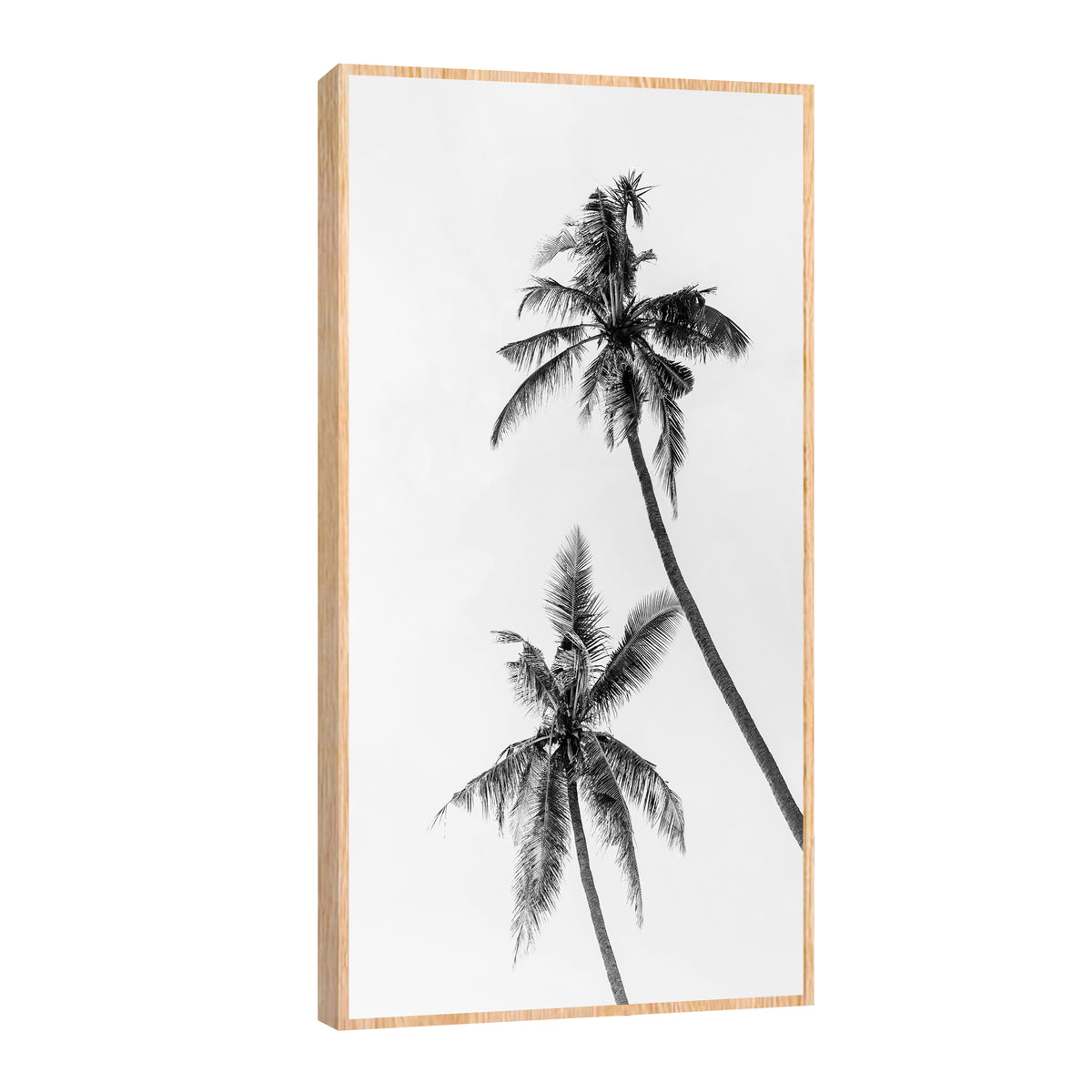 Canvas Palmeras Blanco y Negro II