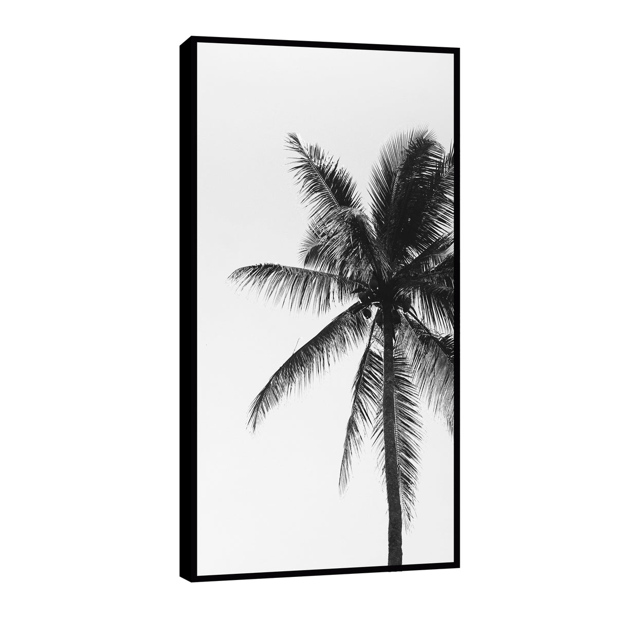 Canvas Palmeras Blanco y Negro