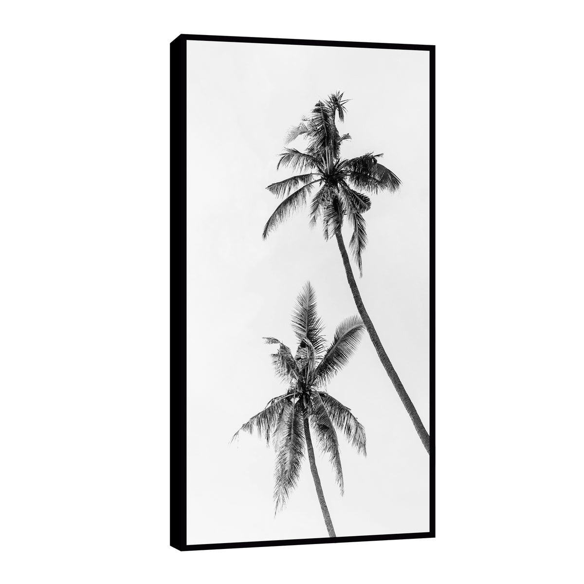 Canvas Palmeras Blanco y Negro II