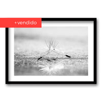 Cuadro Diente de León