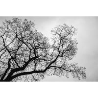 Papel Mural Black Tree