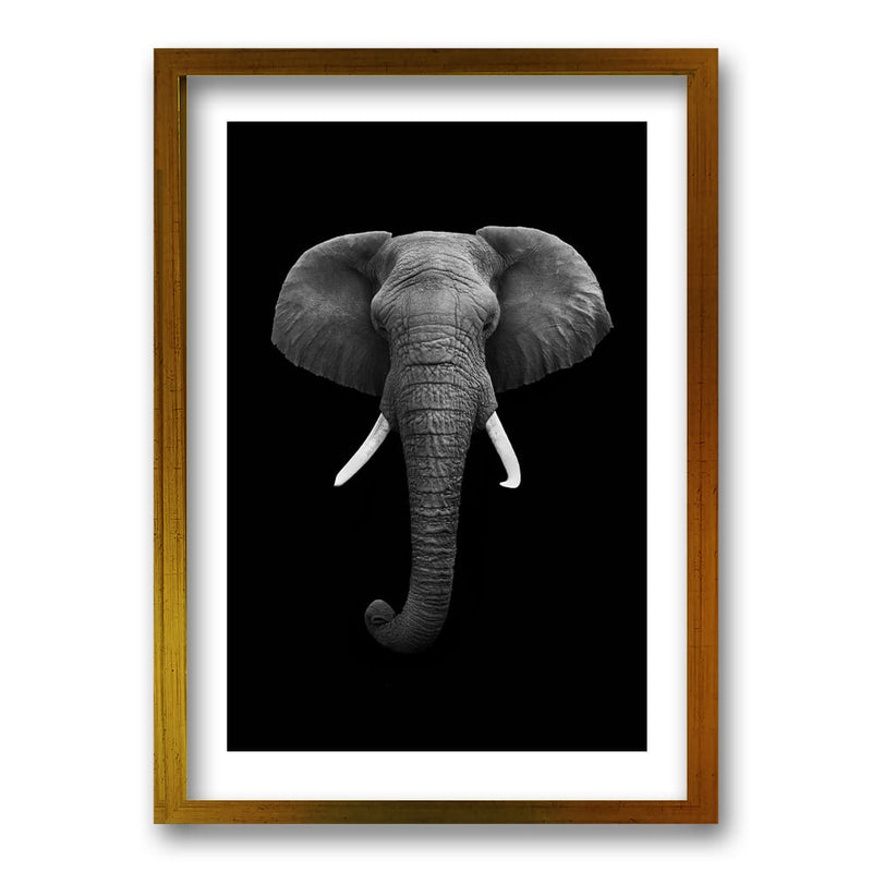 Cuadro Elephant B/N
