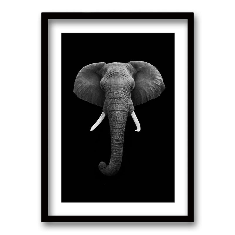 Cuadro Elephant B/N